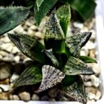 Haworthia Seedling MS421 Ginsekai HPG-1 - 3