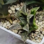 Haworthia Seedling MS421 Ginsekai HPG-1 - 4