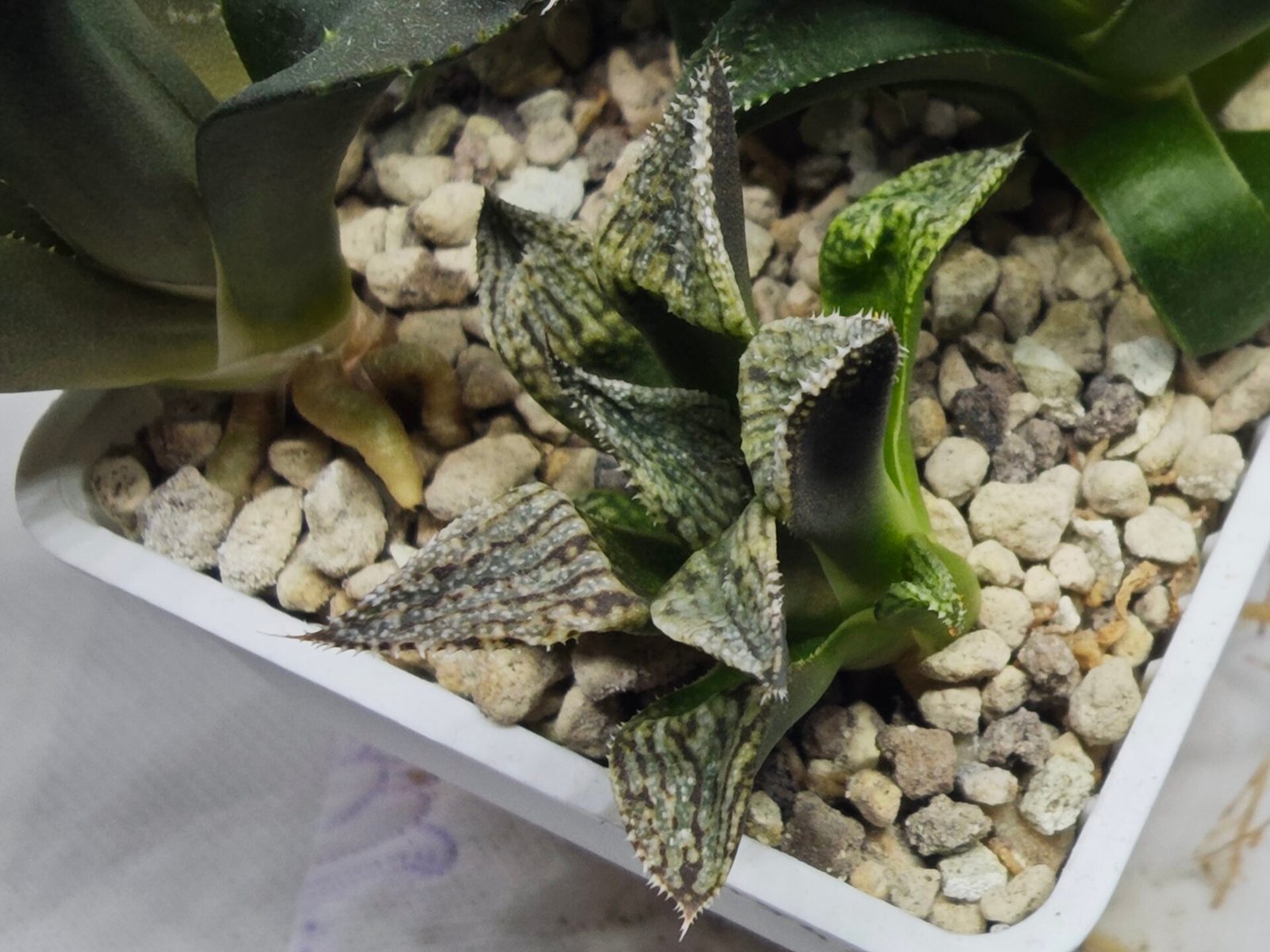Haworthia Seedling MS421 Ginsekai HPG-1 - 4