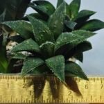 Haworthia Seedling MS417 Injabulo x Emelyae Badia - 1
