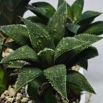 Haworthia Seedling MS417 Injabulo x Emelyae Badia - 2