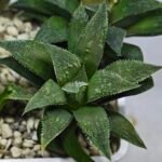 Haworthia Seedling MS417 Injabulo x Emelyae Badia - 3
