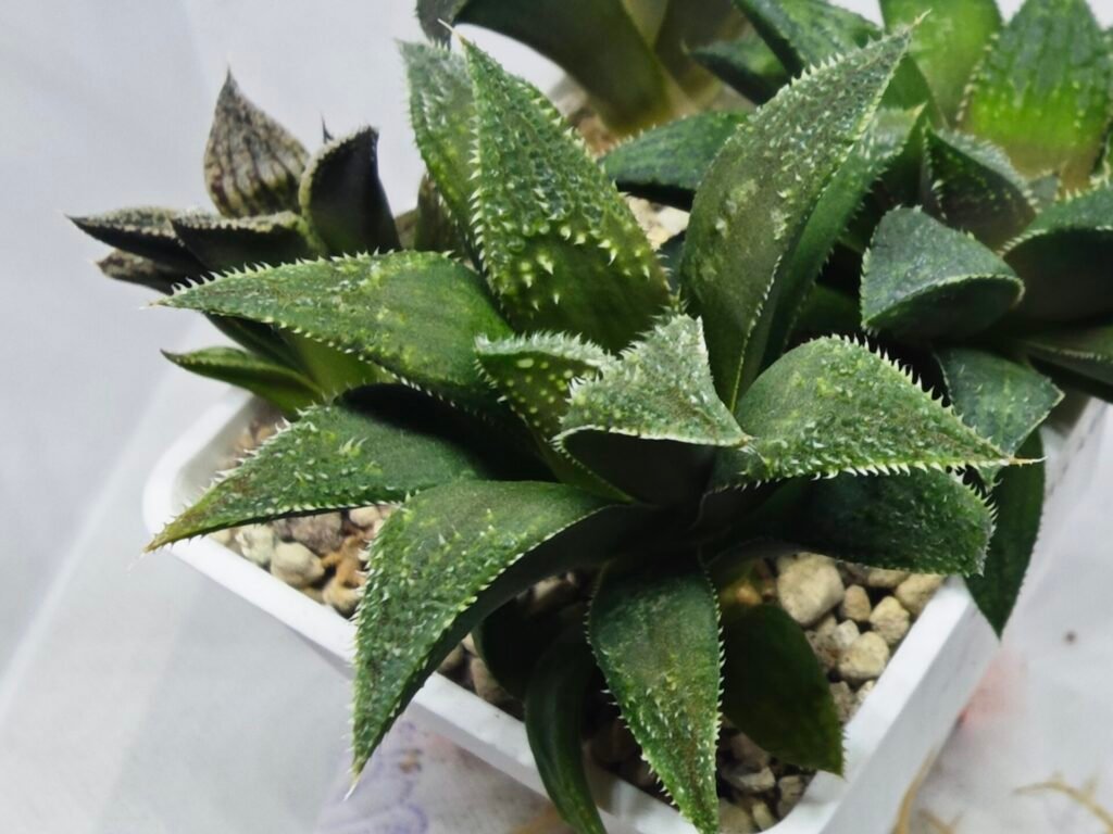 Haworthia Seedling MS417 Injabulo x Emelyae Badia - 4