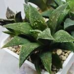 Haworthia Seedling MS417 Injabulo x Emelyae Badia - 4