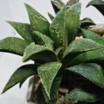 Haworthia Seedling MS417 Injabulo x Emelyae Badia - 5
