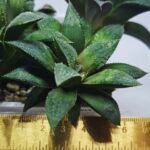 Haworthia Seedling MS419 Injabulo x Emelyae Badia - 1