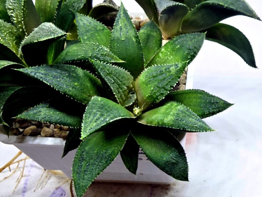 Haworthia Seedling MS419 Injabulo x Emelyae Badia - 2