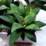 Haworthia Seedling MS419 Injabulo x Emelyae Badia - 2