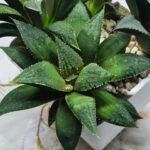 Haworthia Seedling MS419 Injabulo x Emelyae Badia - 3