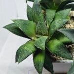 Haworthia Seedling MS419 Injabulo x Emelyae Badia - 4