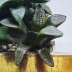 Haworthia Seedling MS415 Super White Picta Coll - 1