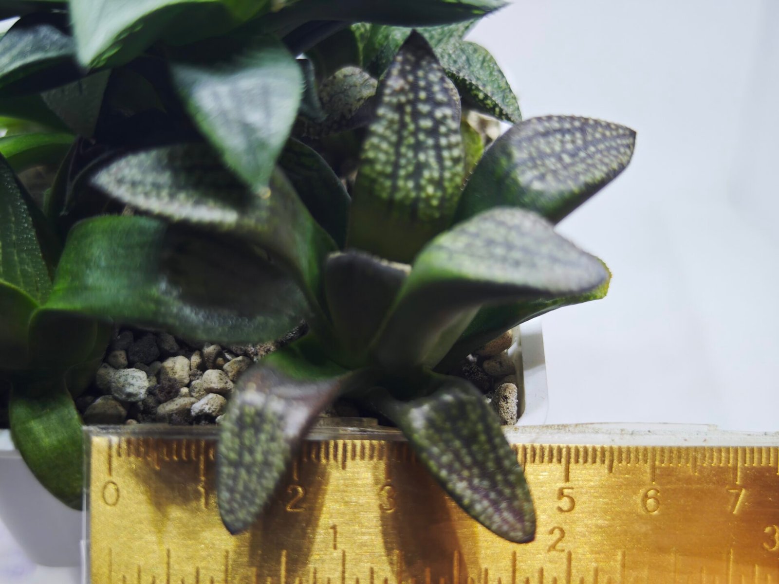 Haworthia Seedling MS415 Super White Picta Coll - 1