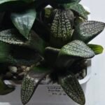 Haworthia Seedling MS415 Super White Picta Coll - 2