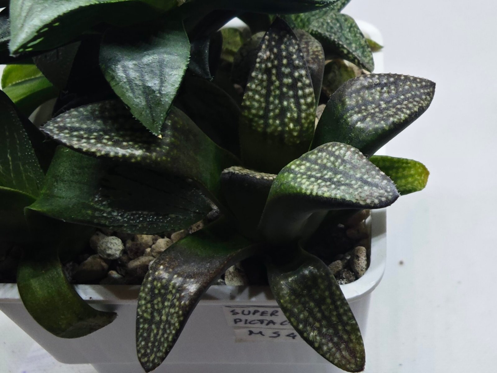 Haworthia Seedling MS415 Super White Picta Coll - 2