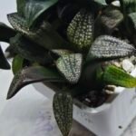 Haworthia Seedling MS415 Super White Picta Coll - 3