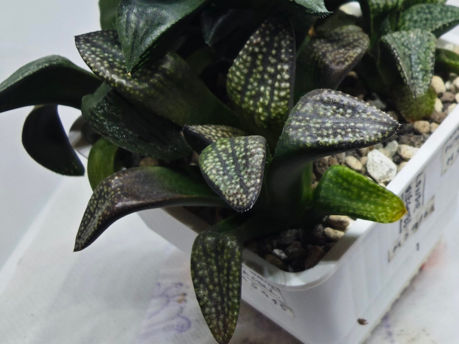 Haworthia Seedling MS415 Super White Picta Coll - 3