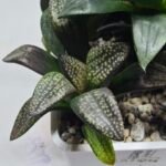 Haworthia Seedling MS415 Super White Picta Coll - 4