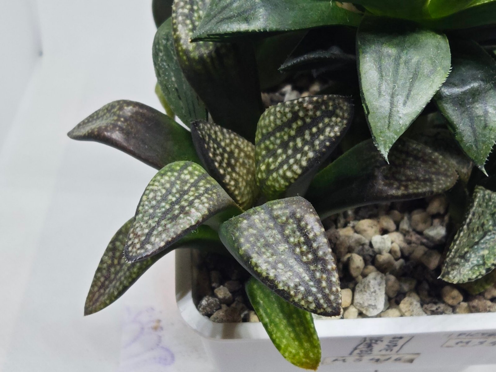 Haworthia Seedling MS415 Super White Picta Coll - 4