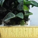 Haworthia Seedling MS412 Super White Picta Coll - 1