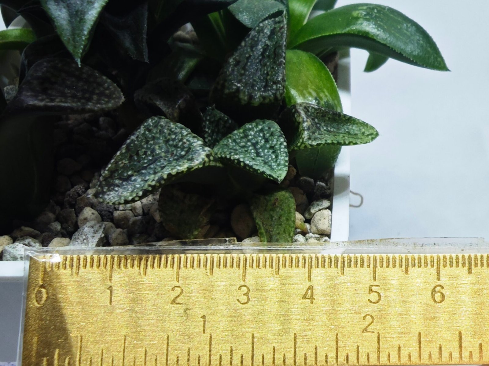 Haworthia Seedling MS412 Super White Picta Coll - 1