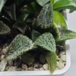 Haworthia Seedling MS412 Super White Picta Coll - 2