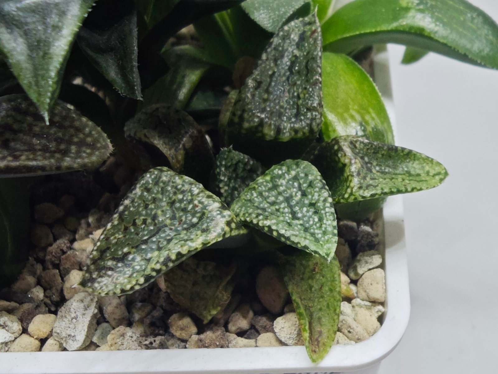 Haworthia Seedling MS412 Super White Picta Coll - 2