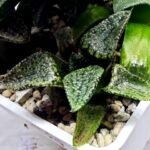 Haworthia Seedling MS412 Super White Picta Coll - 3