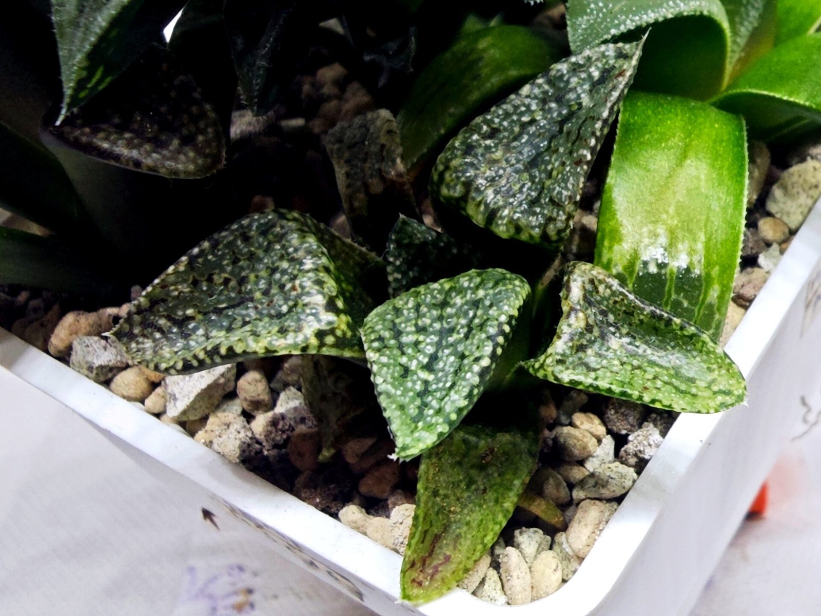 Haworthia Seedling MS412 Super White Picta Coll - 3