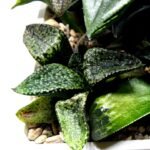 Haworthia Seedling MS412 Super White Picta Coll - 4