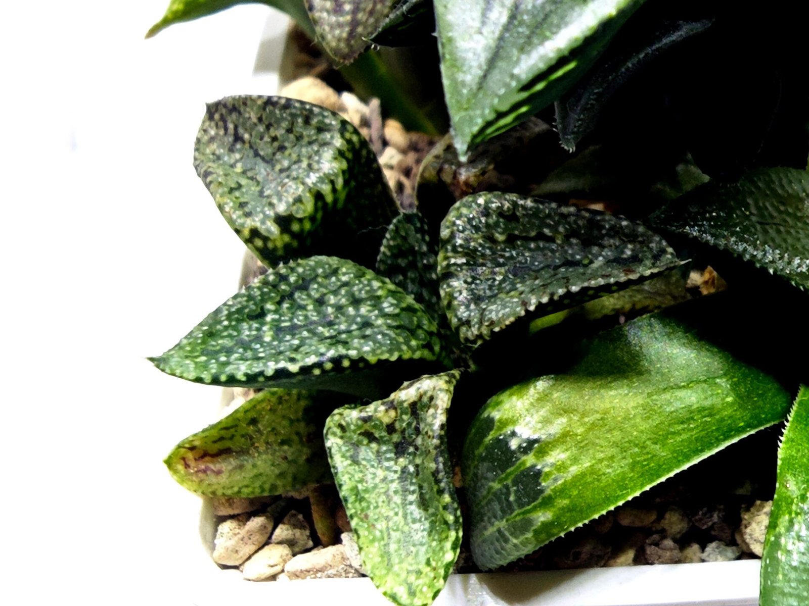 Haworthia Seedling MS412 Super White Picta Coll - 4