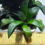 Haworthia Seedling MS413 Rainbow Variegated - 3