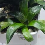 Haworthia Seedling MS413 Rainbow Variegated - 4