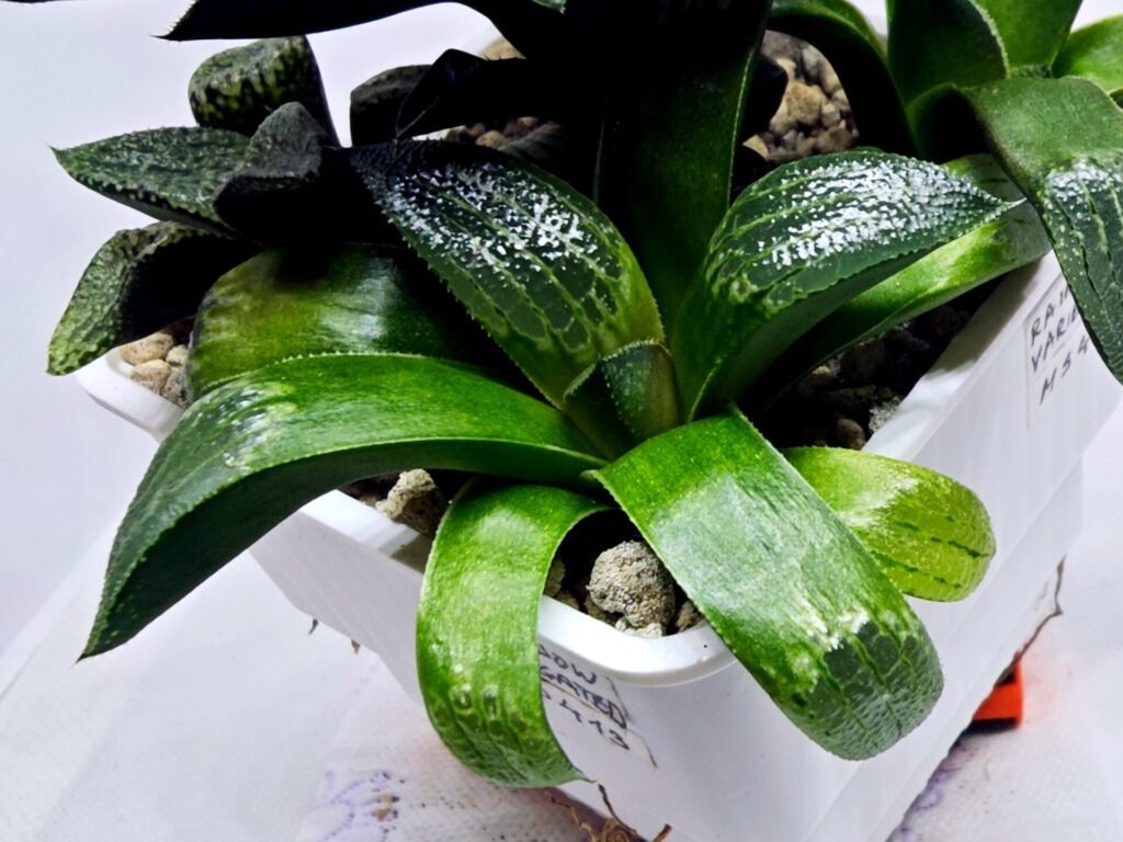 Home 6 Haworthia Seedling MS413 Rainbow Variegated - 1