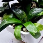 Haworthia Seedling MS413 Rainbow Variegated - 1