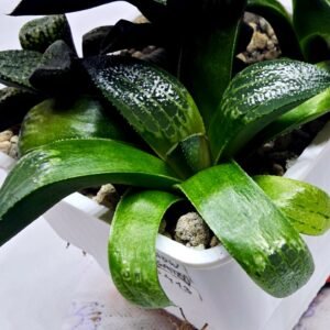 Haworthia Seedling MS413 Rainbow Variegated - 1