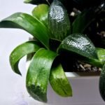 Haworthia Seedling MS413 Rainbow Variegated - 2