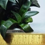 Haworthia Seedling MS414 Rainbow Variegated - 1