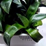 Haworthia Seedling MS414 Rainbow Variegated - 2