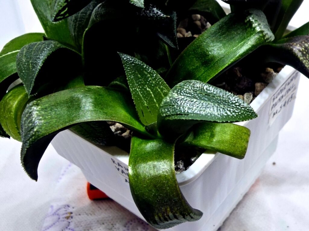 Haworthia Seedling MS414 Rainbow Variegated - 3