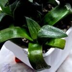 Haworthia Seedling MS414 Rainbow Variegated - 3