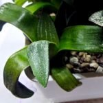Haworthia Seedling MS414 Rainbow Variegated - 4