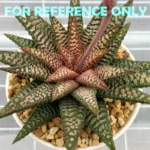 Haworthia cv. ‘Nagori Yuki’ (Pumila x Koelmaniorum) - 6