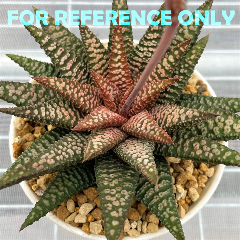 Haworthia cv. ‘Nagori Yuki’ (Pumila x Koelmaniorum) - 6