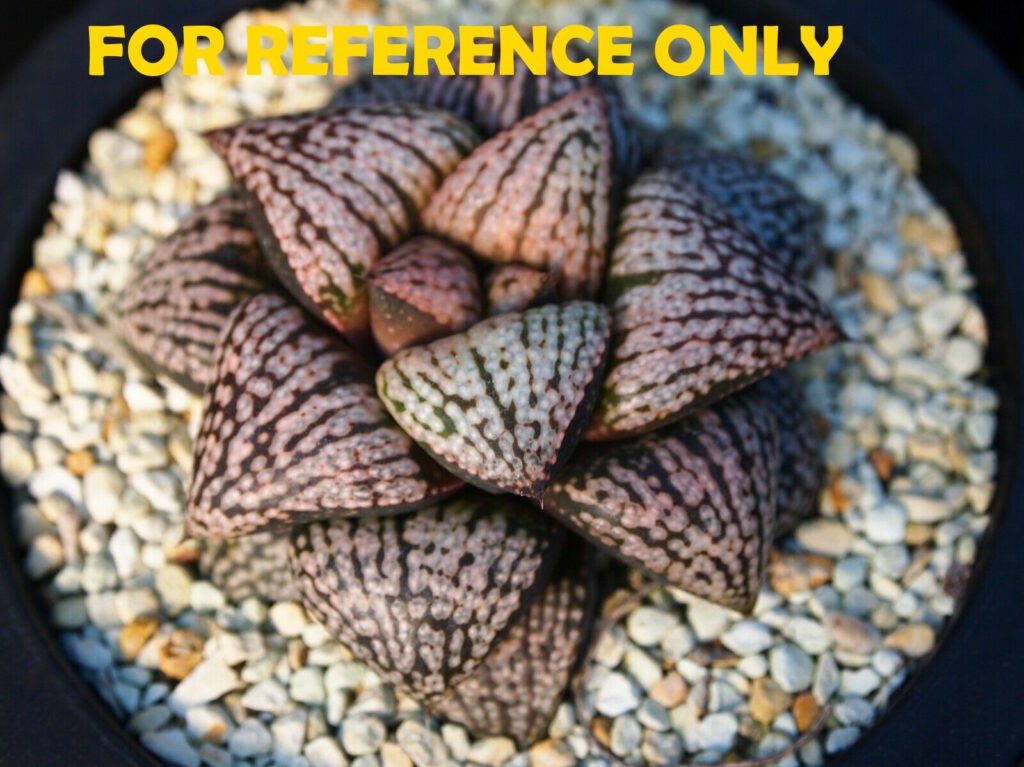 Haworthia Picta ‘Odoriko (踊り子)’ 픽타 무용수 (Dancer) - 1