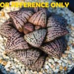 Haworthia Picta ‘Odoriko (踊り子)’ 픽타 무용수 (Dancer) - 1