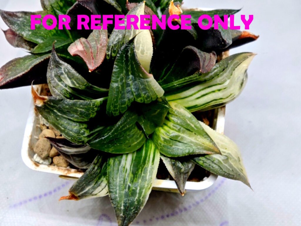 Haworthia Picta hybrid variegated - 4
