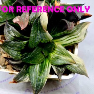 Haworthia Picta hybrid variegated - 4
