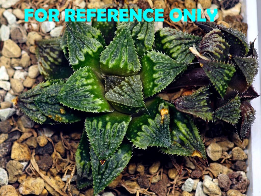 Haworthia mirabilis v. splendens ‘Shyoki’ [창희(昌稀)] - 1