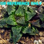 Haworthia mirabilis v. splendens ‘Shyoki’ [창희(昌稀)] - 1