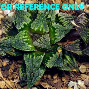 Haworthia mirabilis v. splendens ‘Shyoki’ [창희(昌稀)] - 1